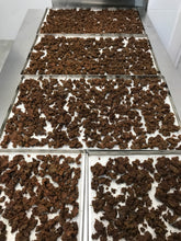 Carica l'immagine nel visualizzatore di Gallery, Crunchy al Tacchino per Gatti