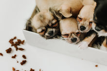 Carica l'immagine nel visualizzatore di Gallery, Crunchy Baby al Manzo